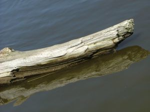 lake driftwood